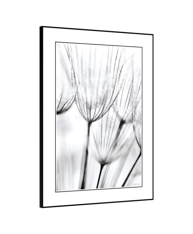 Dandalion] - Inspirational Wall Decor Item