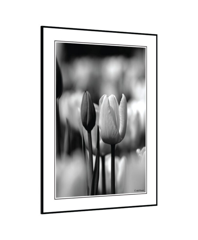 [Tulip] - Inspirational Wall Decor Item