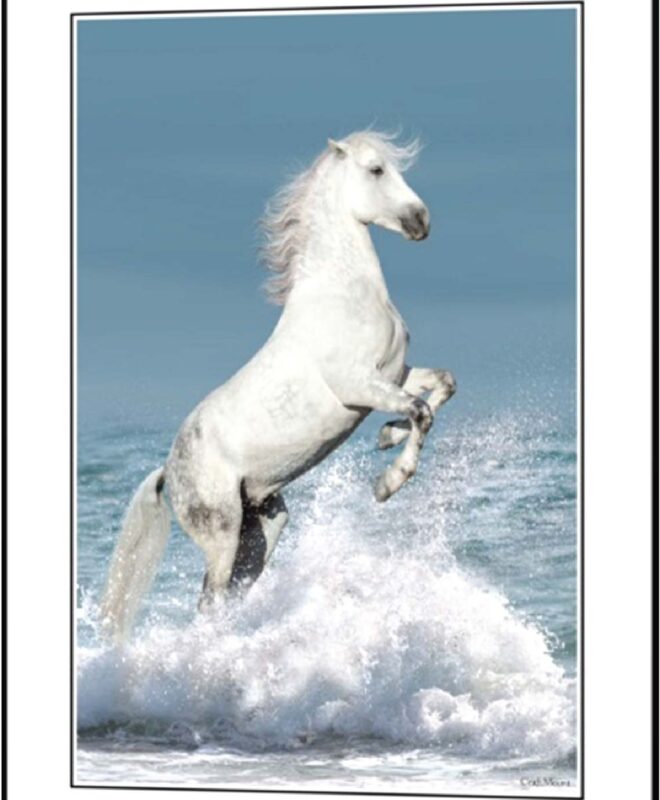 [White Horse] - Inspirational Wall Decor Item